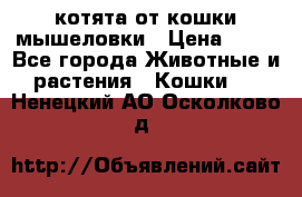 котята от кошки мышеловки › Цена ­ 10 - Все города Животные и растения » Кошки   . Ненецкий АО,Осколково д.